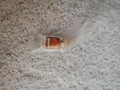 コメダ珈琲キーホルダー