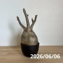 2026年最新】グラキリス 現地球の人気アイテム - メルカリ
