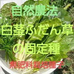 自然農法　白茎ふだん(うまい菜)の固定種250粒以上