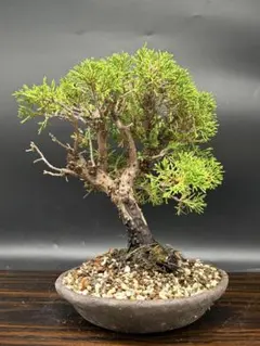 高品質】 極上株 現地株 サルコカウロン カンデボエンシス - メルカリ