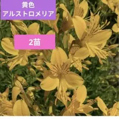 【黄色アルストロメリア苗】鮮やかな黄色の花を咲かせるアルストロメリアの苗です。のサムネイル
