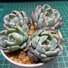 陽子様 リクエスト 3点 まとめ商品