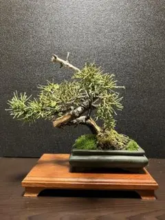 2026年最新】盆栽 真柏の人気アイテム - メルカリ