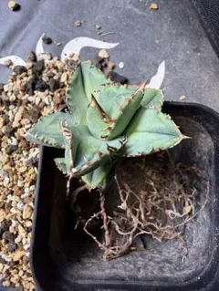 アガベ チタノタ クラウン