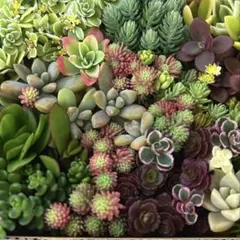 多肉植物　セダム 詰め合わせ ❣️箱いっぱい