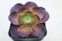 魅金ローズ錦 アエオニウム 多肉植物 - メルカリ