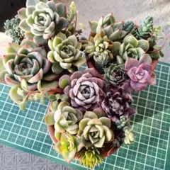 多肉植物　寄せ植えセット①