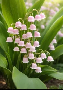 きゅうちゃん様専用　可愛い♡ピンクのスズラン（ドイツスズラン）　5芽