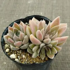 おまとめ！多肉植物^o^  カシミヤヒントニー 2026年最新】カシミアヒントニーの人気アイテム - メルカリ