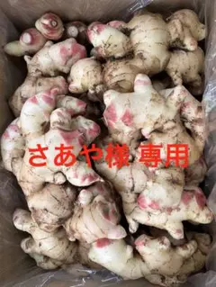 熊本県産【新生姜】