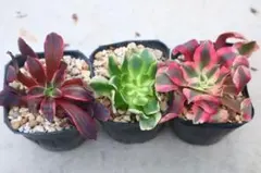 よ*)様 アエオニウム3品種セット