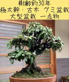 樹齢約30年　極太幹・古木 グミ盆栽 根張り抜群 一点物 樹齢約30年 極太幹・古木 グミ盆栽 根張り抜群 一点物 - メルカリ