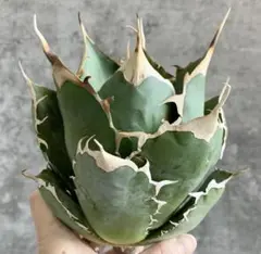 専用　【REZA産】④イラン株　アガベ　プリンス　天芽　希少 2025年最新】イラン株 アガベの人気アイテム - メルカリ