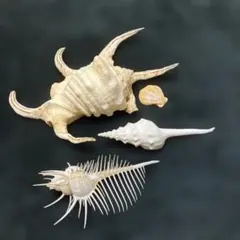 【貝殻 4点まとめ売り】ホネガイ・クモガイ 他 インテリア