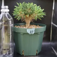 【鉢付】A7 ユーフォルビア ギラウミニアナ 塊根植物