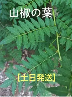 ハマセンダンの葉：　小葉２２００枚　　（アゲハ類のエサ） ハマセンダンの葉： 小葉2200枚 （アゲハ類のエサ）