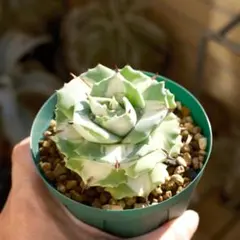 2026年最新】王妃雷神白中斑の人気アイテム - メルカリ