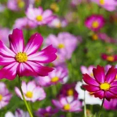 コスモス　ピコティ　種子　花の種