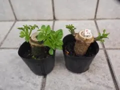 フルコテ（プロフ読んでね）様 リクエスト 2点 まとめ商品