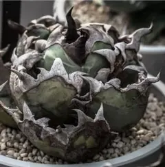 2025年最新】姫厳竜 子株の人気アイテム - メルカリ