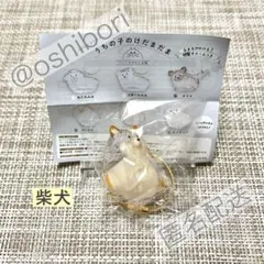 うちの子のけだまだま 犬のけだまだま ガチャ 柴犬 正規品 匿名配送