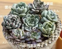 え*び様 ❁おらいさん苗 ミックスベリア8種セット10　（カット/微根苗）