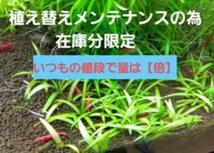 ADA組織培 エキノドルステネルス【12本】のサムネイル