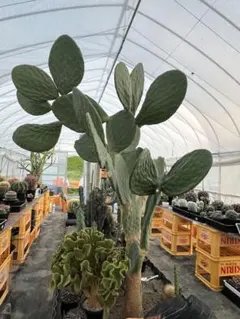 66【ドラセナ・ジェレ約180cm】大型観葉植物 - メルカリ