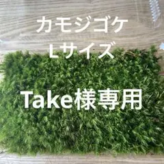 Take様専用　カモジゴケ　Lサイズ×3