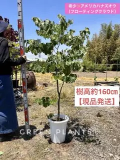 アメリカハナズオウ ハートオブゴールド 接木6年生 210cm大苗 - メルカリ