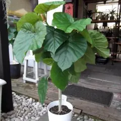 フィカス・ウンベラータ 8号 141cm S-shaped tree form フィカス ウンベラータ 140cm8号 S-shaped tree form - メルカリ