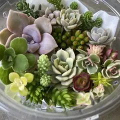 七福神7cm♪ 寄せ植えセット - メルカリ