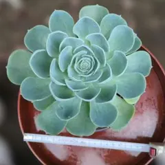 Ⅲ多肉植物　七福神　鉢ごとのサムネイル