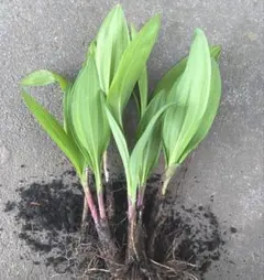 行者にんにく 2025年採り種10g(約900粒) 貴重な山菜を栽培【精選種子