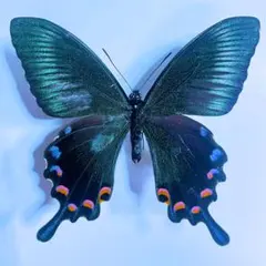 2026年最新】カラスアゲハ 標本の人気アイテム - メルカリ