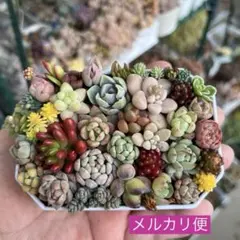 多肉寄せ植え カット苗 詰め合わせ ちまちま弁当 F