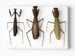 2026年最新】カマキリ標本の人気アイテム - メルカリ