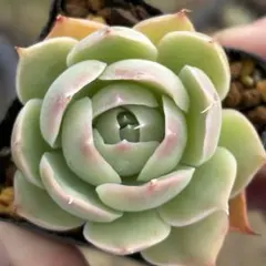 2025年最新】シムランスの人気アイテム - メルカリ