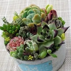 GWセール!i.寄植えセット　黒壇エボニー　エケベリア&セダムmix
