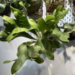 P.hilli Rod Pattison spore grown - メルカリ