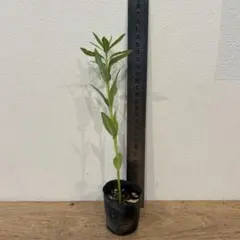 フウセントウワタ　苗のサムネイル