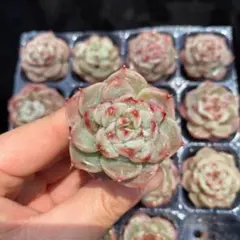 アニー D0115×16苗 土付き 多肉植物 エケベリア 韓国苗 - メルカリ