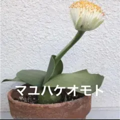 レオ様ご確認用です。極上芸、斑入りマユハケオモト レオ様ご確認用です。極上芸、斑入りマユハケオモト