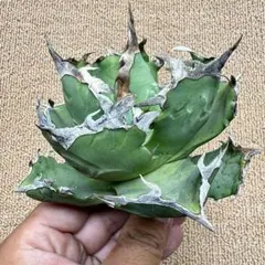 アガベ チタノタ 魔丸 肉厚丸短葉 ボールタイプ - メルカリ