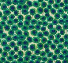 リバティ♡タナローン♡ザンジーサンビーム　グリーン♡生地幅×１m♡