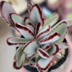 ★専用★ 多肉植物 カランコエ もふもふ兎シリーズ♡ リクエスト9兎♪ 多肉植物 カランコエ もふもふ兎シリーズ♡ プレーリードッグ 抜き苗