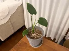 No.12 モンステラ デリシオーサ 挿し木 カット茎 チャレンジ用 特大