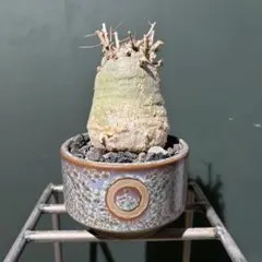 2026年最新】観峰玉の人気アイテム - メルカリ