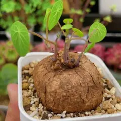 ステファニア 【3点セット】 楽天市場】ステファニア 植物（花・観葉植物｜花・ガーデン・DIY