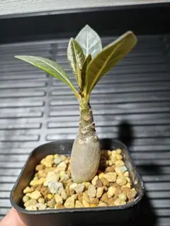 激レア/塊根植物】アデニア ペナンギアナ 鉢植え C-3 - メルカリ